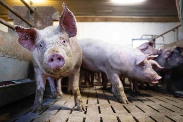 Schweine-Mastbetrieb in Niedersachsen. - © Sina Schuldt/dpa