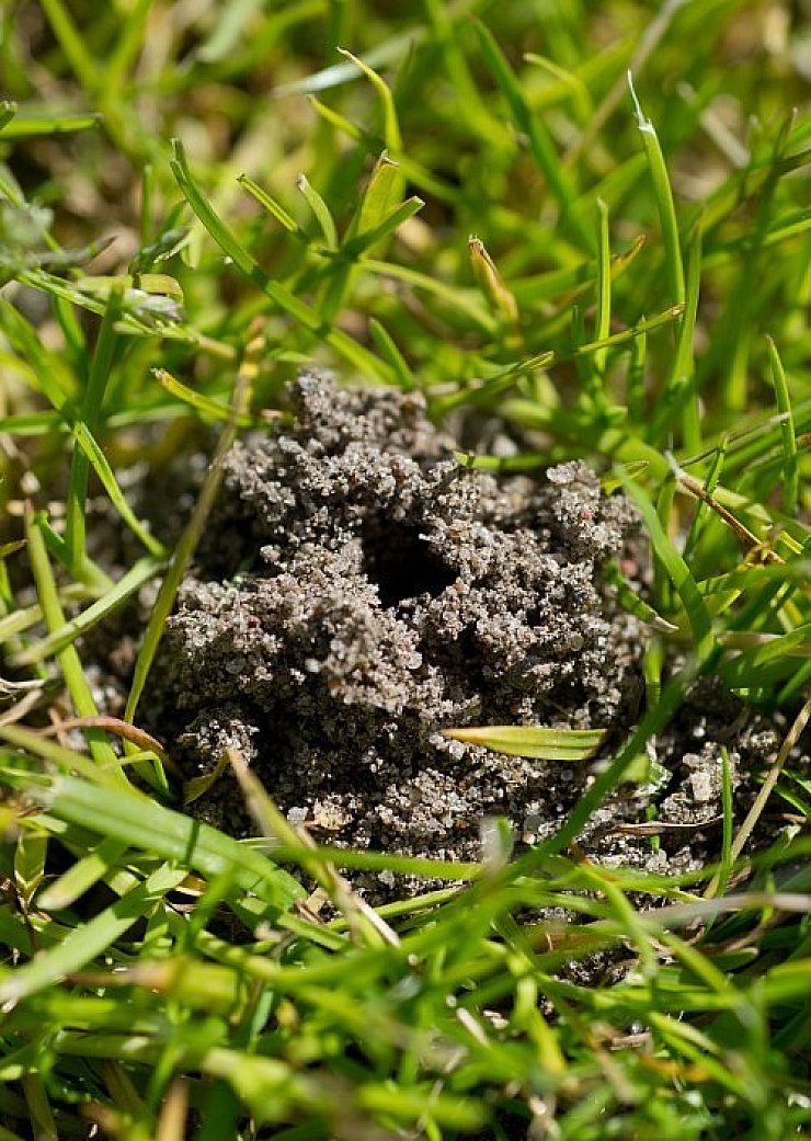 Corpus delicti: Ein Regenwurm-Erdhügel auf dem Rasen des Ernst-Moritz-Arndt Stadion in Bergen.  - © dpa