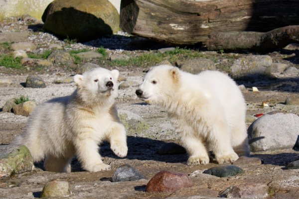 Eisbär-Zwillinge - © Foto: Bernd Ohlthaver/Zoo am Meer Bremerhaven/dpa