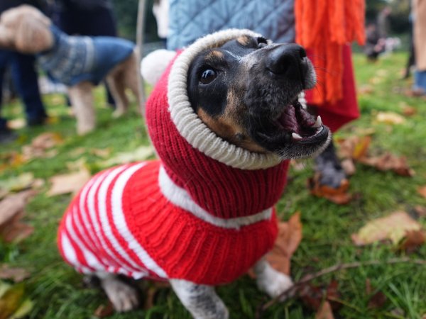Hund Flossie im trendigen Weihnachtspulli. - © James Manning/PA Wire/dpa