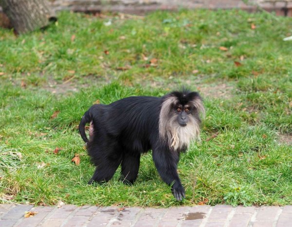 Das 15 Jahre alte Bartaffenweibchen Ruma ist gestohlen worden. - © Zoo Leipzig/dpa