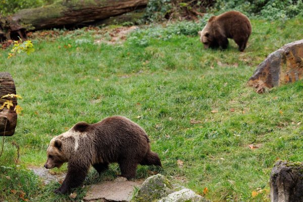 Die Braunbärendamen „Jojo“ und „Flocon“ gehen durch ihr neues Gehege im Tierpark Olderdissen. - © Friso Gentsch/dpa