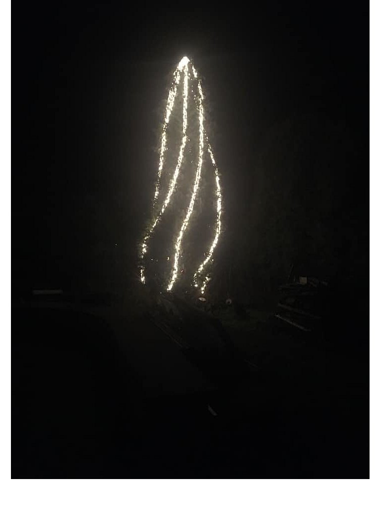 Weihnachtsbäume in Lippe