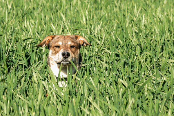 Hund im Feld - © Foto: Markus Scholz