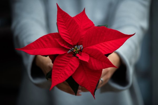 Nach dem Fest müssen Weihnachtssterne nicht entsorgt werden, man kann sie an einem hellen und warmen Standort übersommern. - © Mohssen Assanimoghaddam/dpa/dpa-tmn