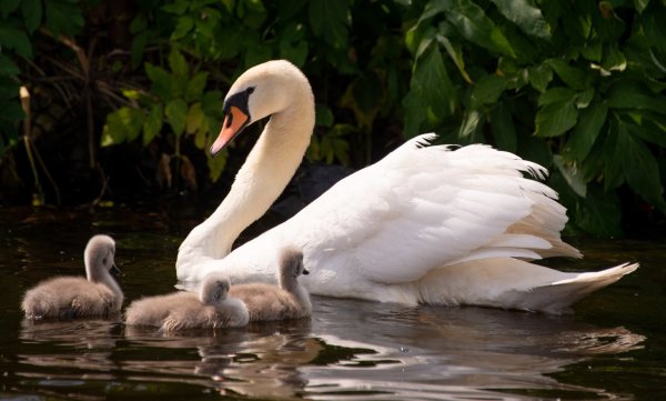 Schwan mit Küken - © Foto: Axel Heimken