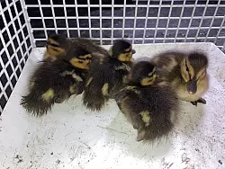 Die geretteten K&uuml;ken - &copy; Feuerwehr Bad Salzuflen