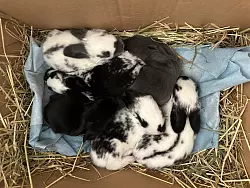 Am Waldrand in Lage wurden sechs ausgesetzte Kaninchenbabys gefunden, die nicht &uuml;berlebt h&auml;tten, w&auml;ren sie nicht entdeckt worden. - &copy; Tierheim Detmold