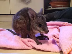 Mit Schnullerflasche und Decke wird Karl-Friedlich von Familie Ismer umsorgt.