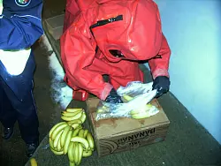Vorsichtig und im vollst&auml;ndigen Schutzanzug sucht die Feuerwehr in der Bananenkiste nach der Spinne. Foto: Feuerwehr