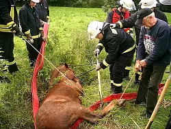 Unter Einsatz aller Kr&auml;fte und m&ouml;glicher Finessen gelang es den Feuerwehrm&auml;nnern, einen doppelt gelegten roten B-Schlauch unter dem Pferdek&ouml;rper her zu ziehen. Dann halfen alle zusammen dem Pferd wieder auf die Beine. - &copy; FOTOS: FEUERWEHR SPENGE