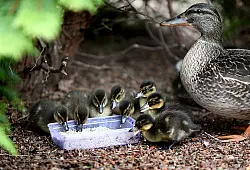 - &copy; SYMBOLFOTO: MENZEL