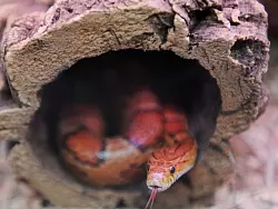 Eine Kornnatter. - &copy; FOTO: DPA