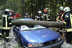 Arbeit am Wrack: Die Feuerwehrleute machen sich an der Buche zu schaffen, die auf den Kleinwagen gest&uuml;rzt ist. Den Baum hat ein Kollege nur Minuten vor der &Uuml;bung passgenau mit der Motors&auml;ge gef&auml;llt. Das Auto kommt vom Schrottplatz. Fotos: M&ouml;ller||