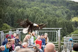 Greifv&ouml;gel der Adlerwarte Berlebeck starten t&auml;glich zu Freiflug-Vorf&uuml;hrungen. - &copy; Torben Gocke