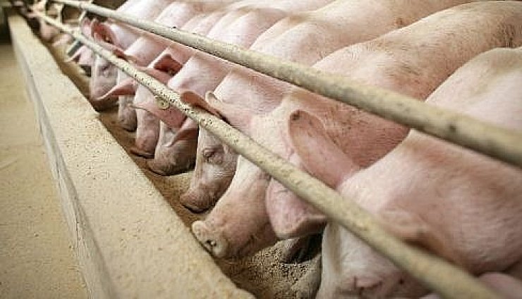 Landwirte in OWL besorgt über neue Schweinepest - © Wirtschaft