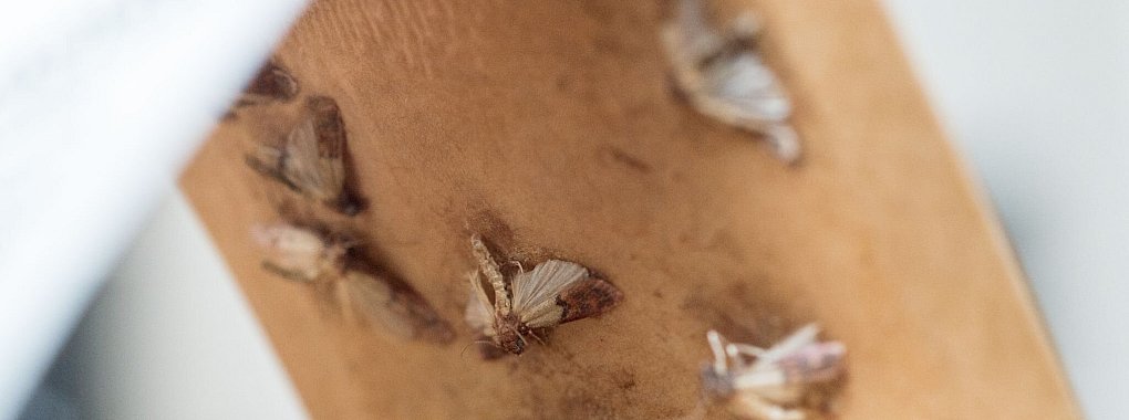 Den Mottenbefall &uuml;berpr&uuml;fen: Das geht mit einer Pheromonfalle. - &copy; Andrea Warnecke/dpa-tmn/dpa