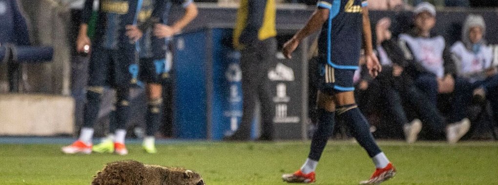 Die Spieler staunten nicht schlecht, als sie den Waschbär auf dem Spielfeld sahen. - © Ricky Fitchett/ZUMA Press Wire/dpa