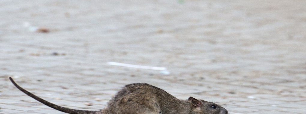 Eigentümer können einiges tun, damit Ratten sich auf dem Grundstück nicht wohlfühlen. - © Bernd von Jutrczenka/dpa/dpa-tmn
