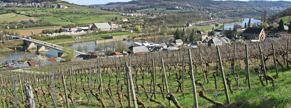 Schengen, das Weindorf: Pinot Gris wächst auf den Hängen oberhalb des Dorfes. - © Bernd F. Meier/dpa-tmn