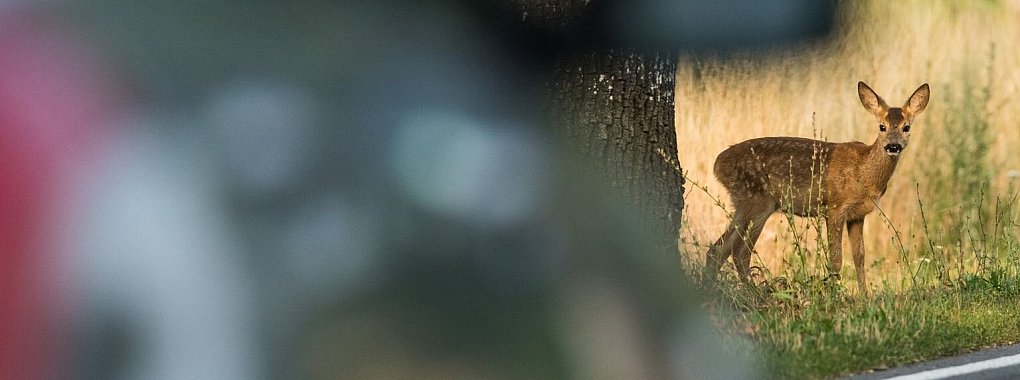 Ein Reh schaut in Richtung eines Autos - &copy; Foto: Patrick Pleul/dpa-Zentralbild/dpa-tmn