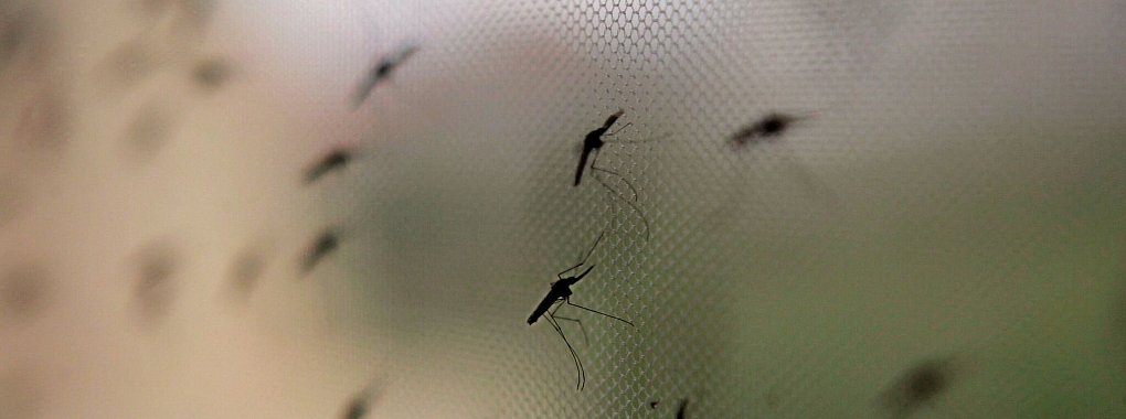 Die Anopheles-Mücke überträgt Malaria. Für Urlauber ist Prophylaxe und Schutz vor Ort wichtig, etwa ein Mückennetz über dem Bett. - © Stephen Morrison/epa/dpa-tmn