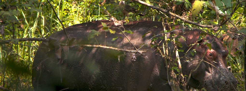 Das Nilpferd Pepe aus dem Privatzoo des kolumbianischen Drogenbarons Pablo Escobar erz&auml;hlt in &laquo;Pepe&raquo; seine traurige Geschichte. - &copy; -/Monte & Culebra/Berlinale/dpa