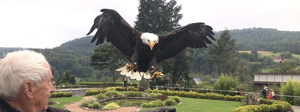 Ein Lebenstraum erf&uuml;llt sich: &bdquo;Donald&ldquo; im Landeanflug auf Ernst-Erich D&uuml;mpes Arm. Der Wei&szlig;kopfseeadler ist Pragmatiker und wei&szlig;: Gleich gibt es ein Leckerchen. - &copy; Martin Hostert