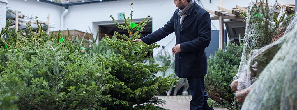 Wichtig beim Kauf: Ein frisch geschlagener Baum hat eine weiße Schnittstelle, während ältere Bäume meist eine graue Schnittstelle haben. - © Christin Klose/dpa-tmn