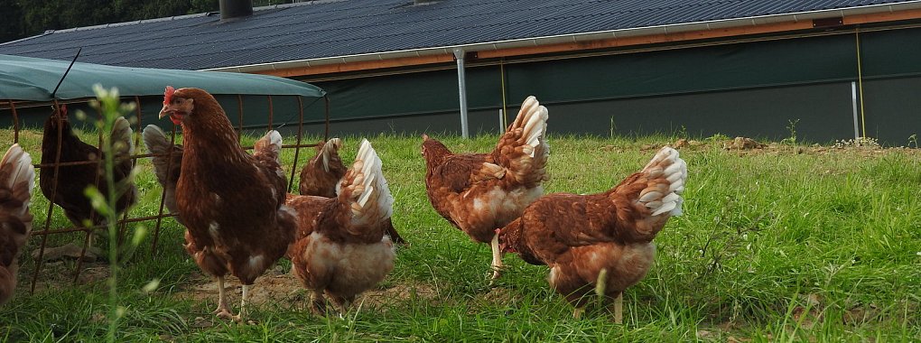 Viel Platz steht den Bussemeierschen Eierproduzenten zur Verfügung. Im Hintergrund die Front des "Wintergartens", der die Tiere mit einer durchsichtigen Folie abschirmt, wenn es ihnen draußen zu ungemütlich wird. Daran schließt sich der Stall an. - © Bussemeier