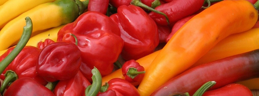Nicht nur lecker sollen Chilis schmecken, die Sortenauswahl muss bei Ulrike Loll-Rubart auch sch&ouml;n bunt sein. - &copy; Ulrike Loll-Rubart