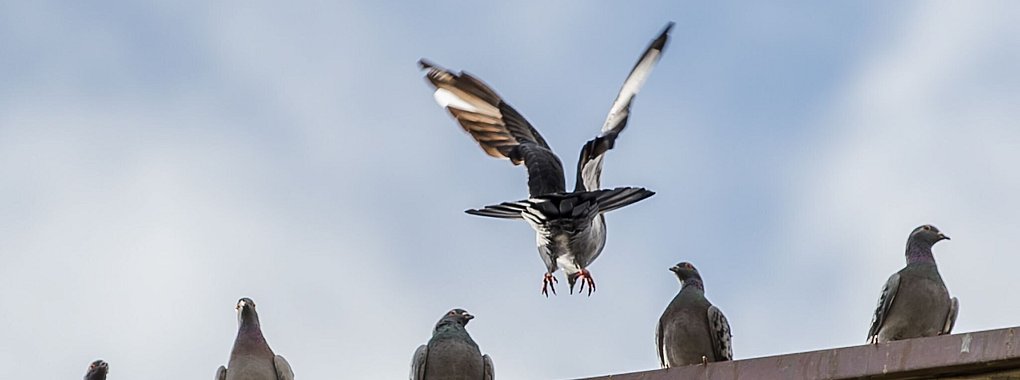 Tauben sind als Besucher am Haus oft nicht gern gesehen. - © Silas Stein/dpa/dpa-tmn