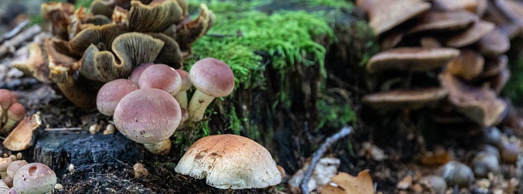 Giftig oder essbar? Der Wald h&auml;lt zahlreiche Sch&auml;tze bereit. Welche man mit in die heimische K&uuml;che nehmen kann, wei&szlig; G&uuml;nther Dreier.... - &copy; Jannik Stodiek