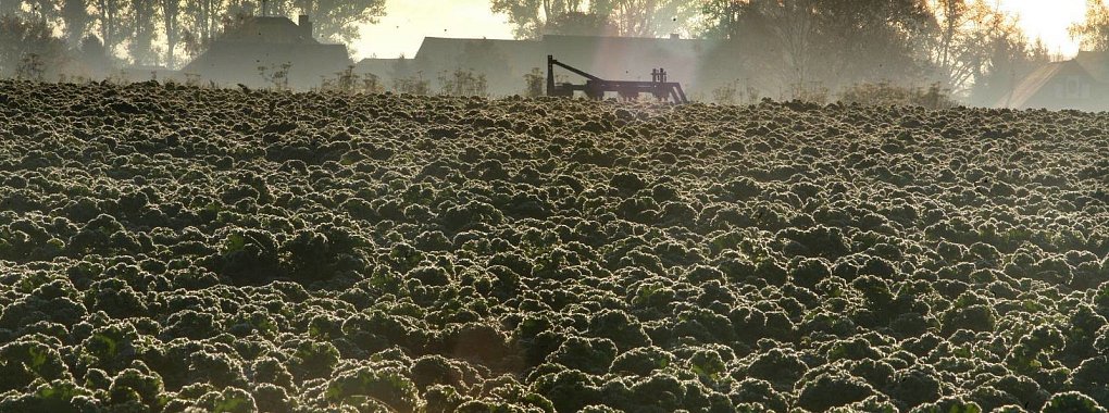 Die Gr&uuml;nkohlernte beginnt schon fr&uuml;h am Morgen. Viele glauben immer noch, dass der Kohl erst nach dem ersten Frost schmeckt. Doch moderne Z&uuml;chtungen schmecken auch schon im Juli. - &copy; Vera Gerstendorf-Welle