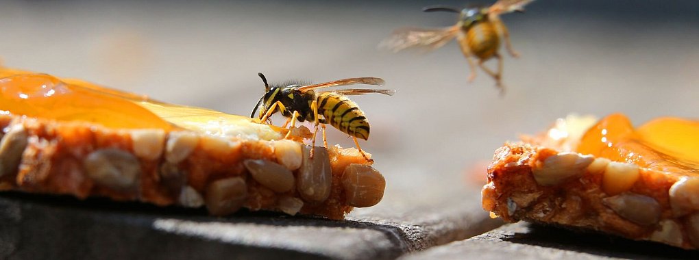 Unliebsame Gäste: Wespen lassen sich mit reifem Obst oder einem Stückchen Fleisch vom Esstisch weglocken. - © Karl-Josef Hildenbrand/dpa/dpa-tmn