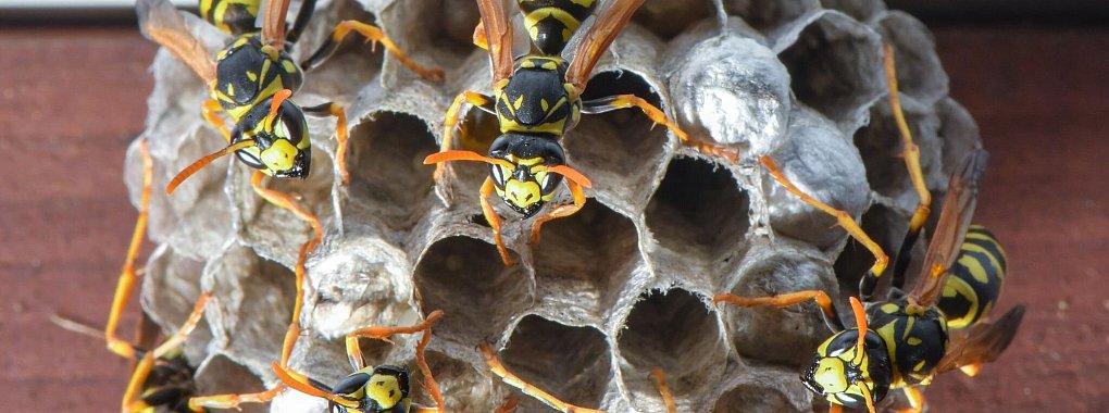 F&uuml;r den Fall von wiederkehrenden Wespen- oder Bienennestern lohnt es sich, den Versicherungsschutz zu pr&uuml;fen und gegebenenfalls um eine passende Klausel zu erweitern. - &copy; Patrick Pleul/dpa/dpa-tmn