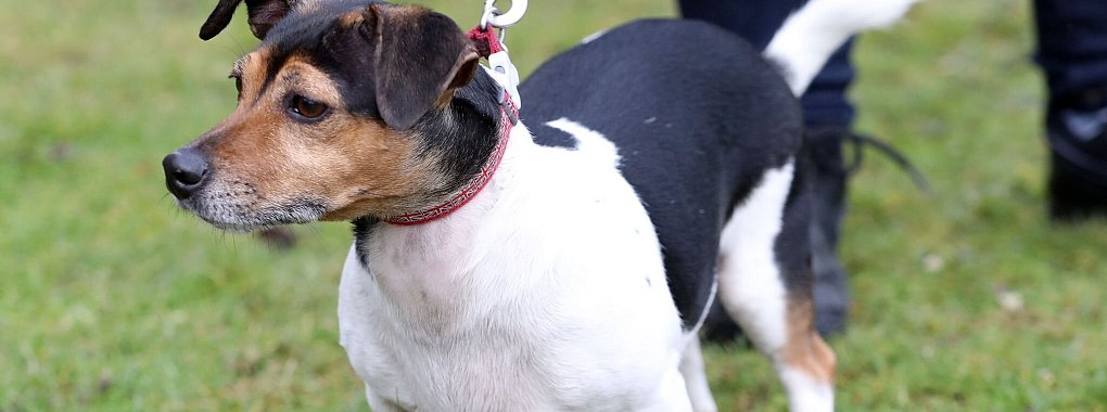 Einer der Hunde der britischen Königin Camilla musste eingeschläfert werden. (Archivbild) - © Chris Jackson/PA Wire/dpa