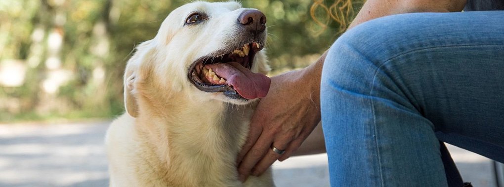Warum Hundehalter eine Police brauchen - &copy; Foto: Christin Klose/dpa-tmn