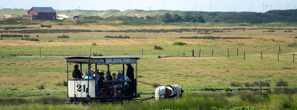 Das Pferd Tamme zieht die Spiekerooger Pferdebahn über die ostfriesische Insel. Durch eine Streckenverlängerung will die Nordseeinsel Spiekeroog ihre traditionsreiche Pferdebahn langfristig erhalten. - © Sina Schuldt/dpa/dpa-tmn