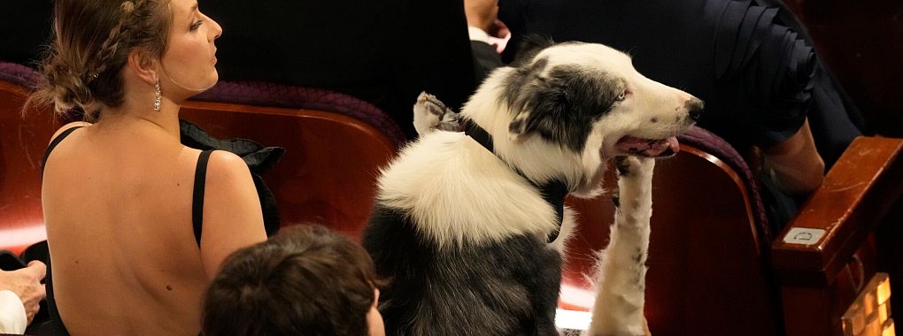 Border Collie Messi sitzt im Publikum bei der Oscar-Verleihung. - © Chris Pizzello/Invision via AP/dpa