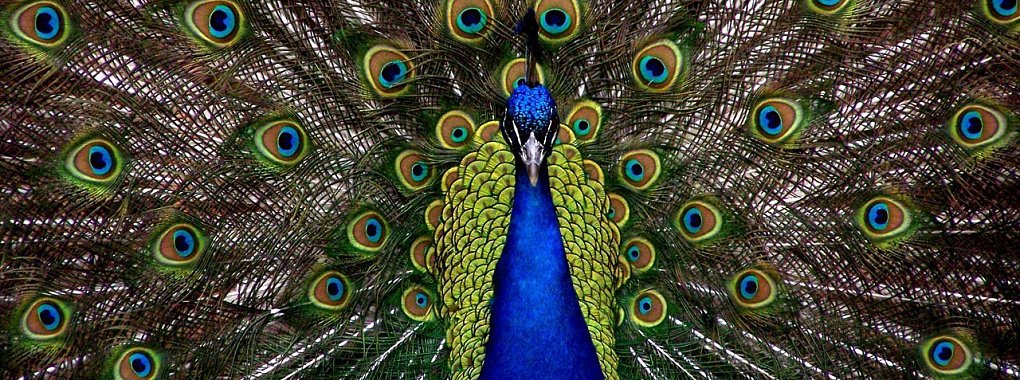 Der Pfau ist nicht nur schön, sondern ein Alleskönner. In der aktuellen Folge des Podcasts "Eklatant verkannt" steht er im Mittelpunkt. - © Symbolbild: Pixabay