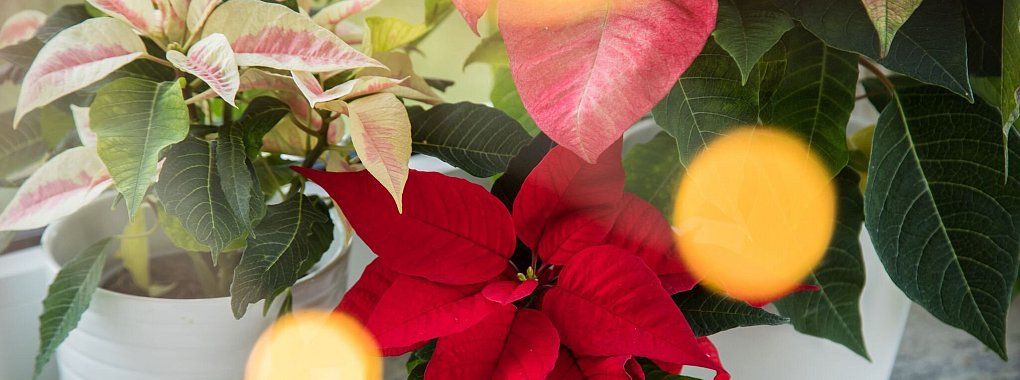 Rot, Rosa, Weiß: Weihnachtssterne setzen Akzente. - © Christin Klose/dpa-tmn