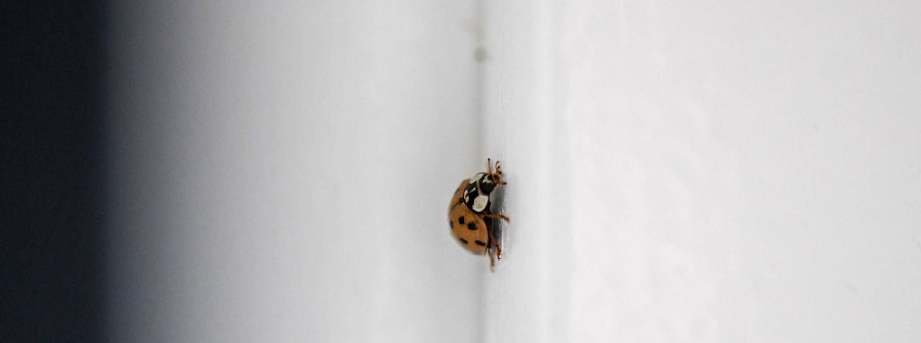 Marienkäfer suchen im Herbst oft Schutz in Wohnungen, doch beheizte Räume sind kein idealer Ort für ihr Überwintern: Am besten vorsichtig nach draußen setzen, und zwar so, wie die Expertinnen raten. - © Zacharie Scheurer/dpa-tmn