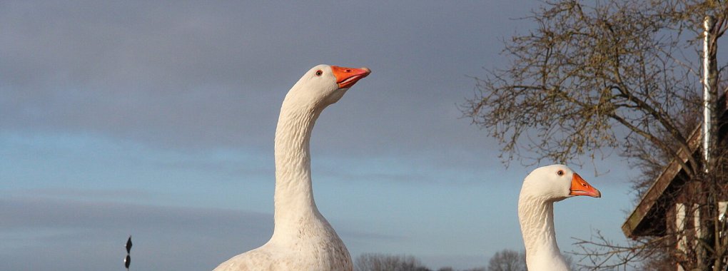 Zwei stolze Gänse reckt ihren Hals. Auf den Wiesen des Hofes haben sie reichlich Platz zum Grasen. - © Cordula Gröne