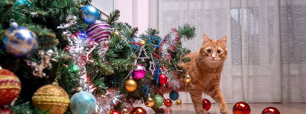 Nichts finden Katzen spannender als den Schmuck am Weihnachtsbaum. Hat Ihr Haustier auch schon einmal die Tanne umgeworfen? - © shara - stock.adobe.com