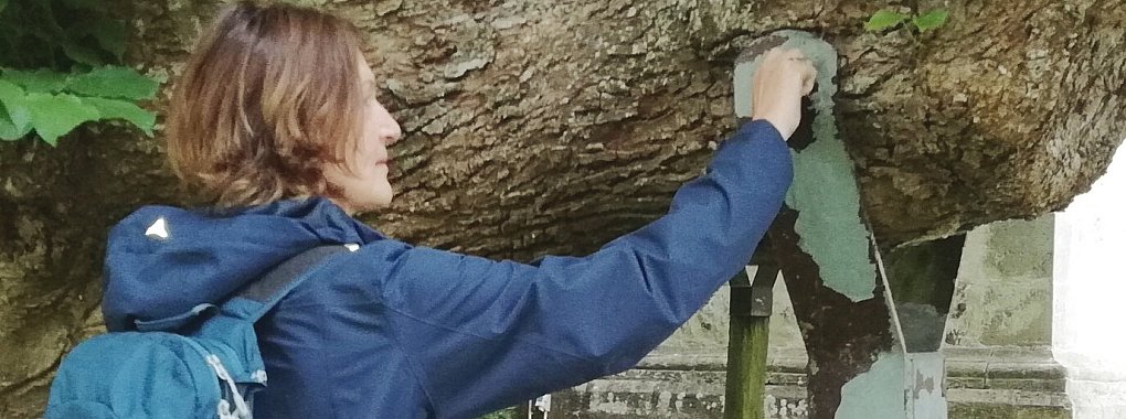 Als St&uuml;tze: Zwei starke &Auml;ste der Linde werden mit Eisentr&auml;gern gesichert. - &copy; Axel B&uuml;rger