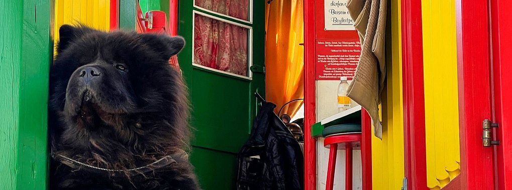 Ein Hund im Praterviertel. - © Daniela David/dpa-tmn