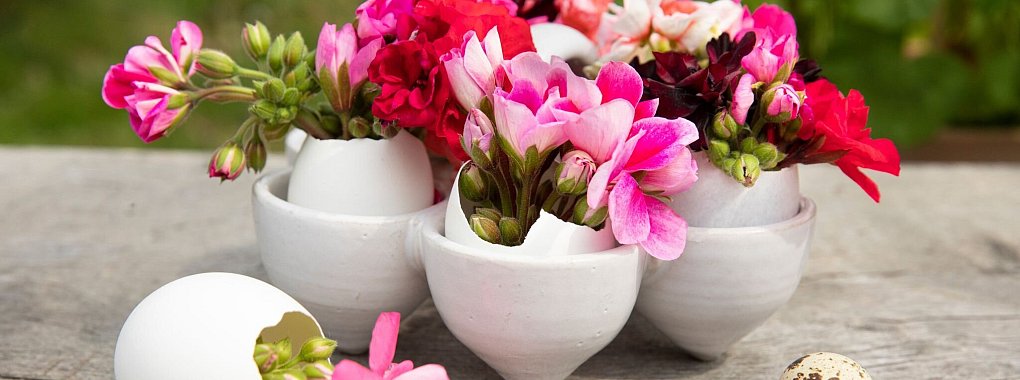 Osterschmuck mit Blüten: Die ausgehöhlten Eier wurden mit Geranien befüllt. - © Pelargonium for Europe/dpa-tmn