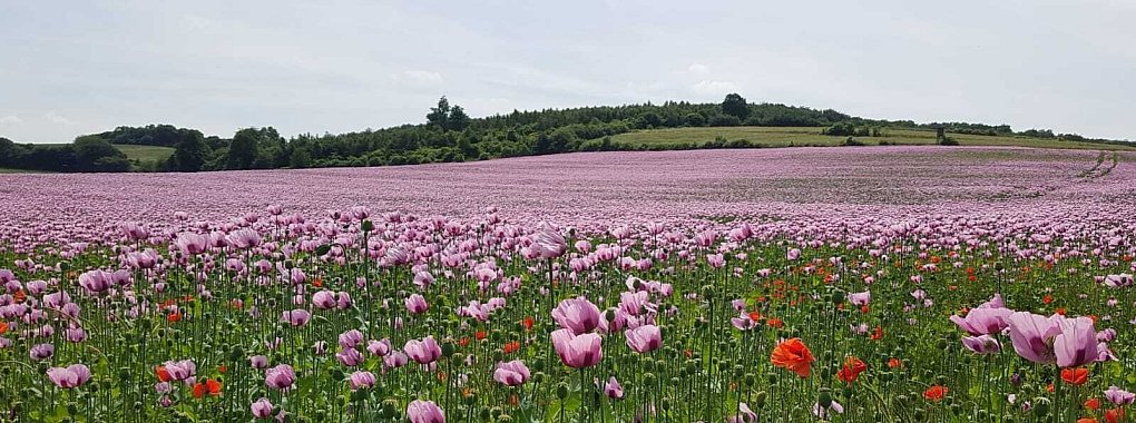 So schön blühte der Mohn in diesem Jahr. - © Birgit Zierke
