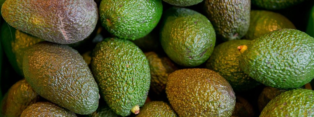 Strenge Regeln: Für Früchte wie Avocados und Mangos müssen die ausführenden Staaten ein Pflanzengesundheitszeugnis ausstellen. - © Daniel Karmann/dpa